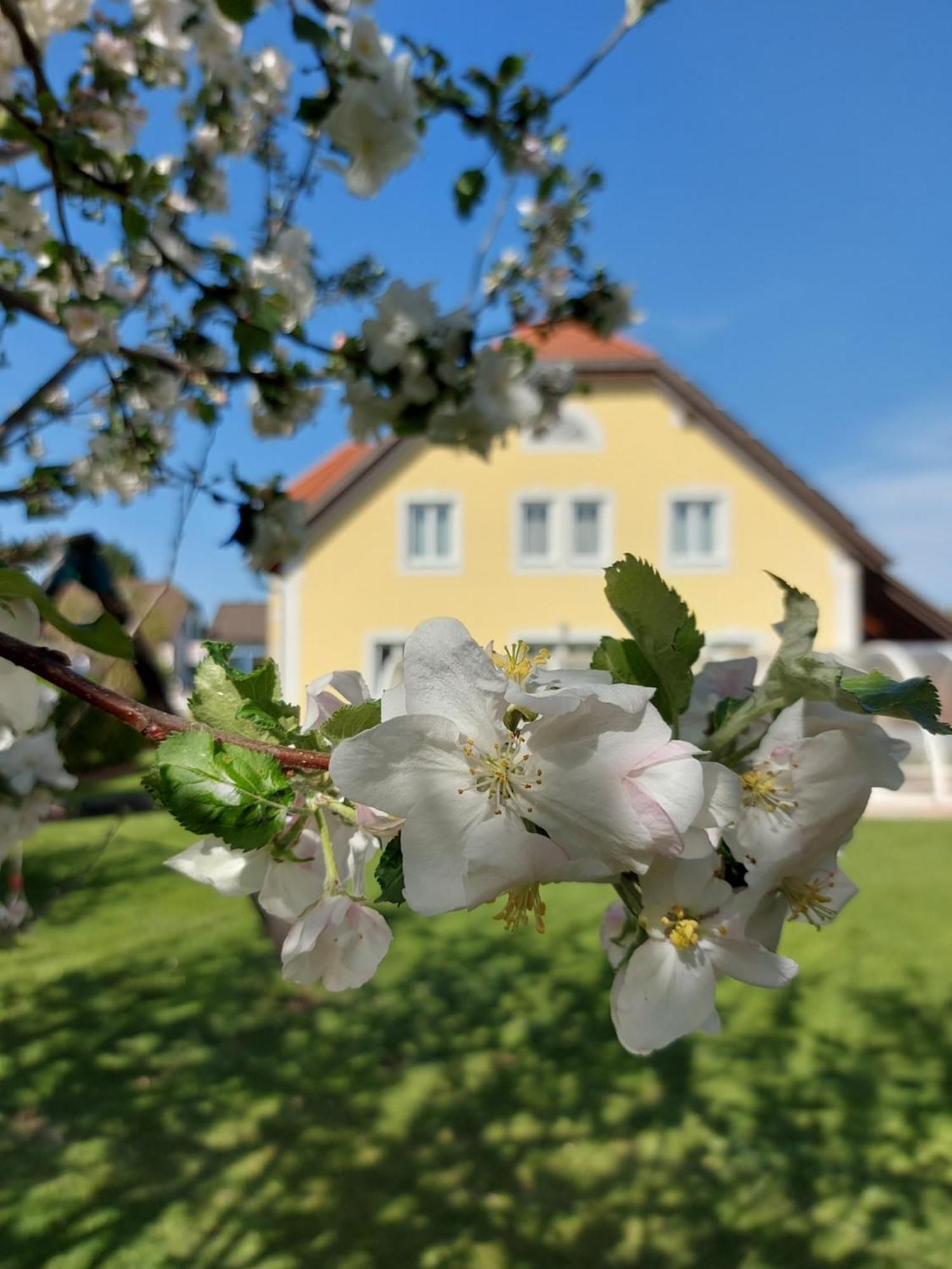 Gaestehaus Familie Trachsler Hotel Rohrendorf bei Krems Exterior photo